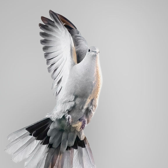 Call For Art: Birds, Birds, & More Birds