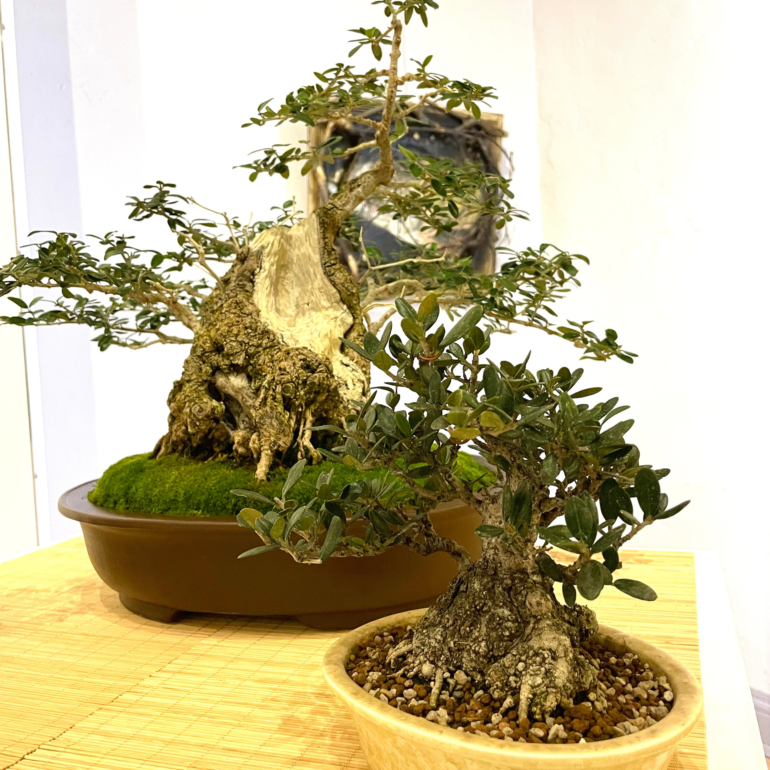 Bonsai Display