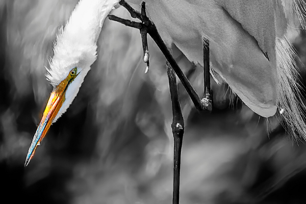 Wings in Art – Pacific Flyway – 2022