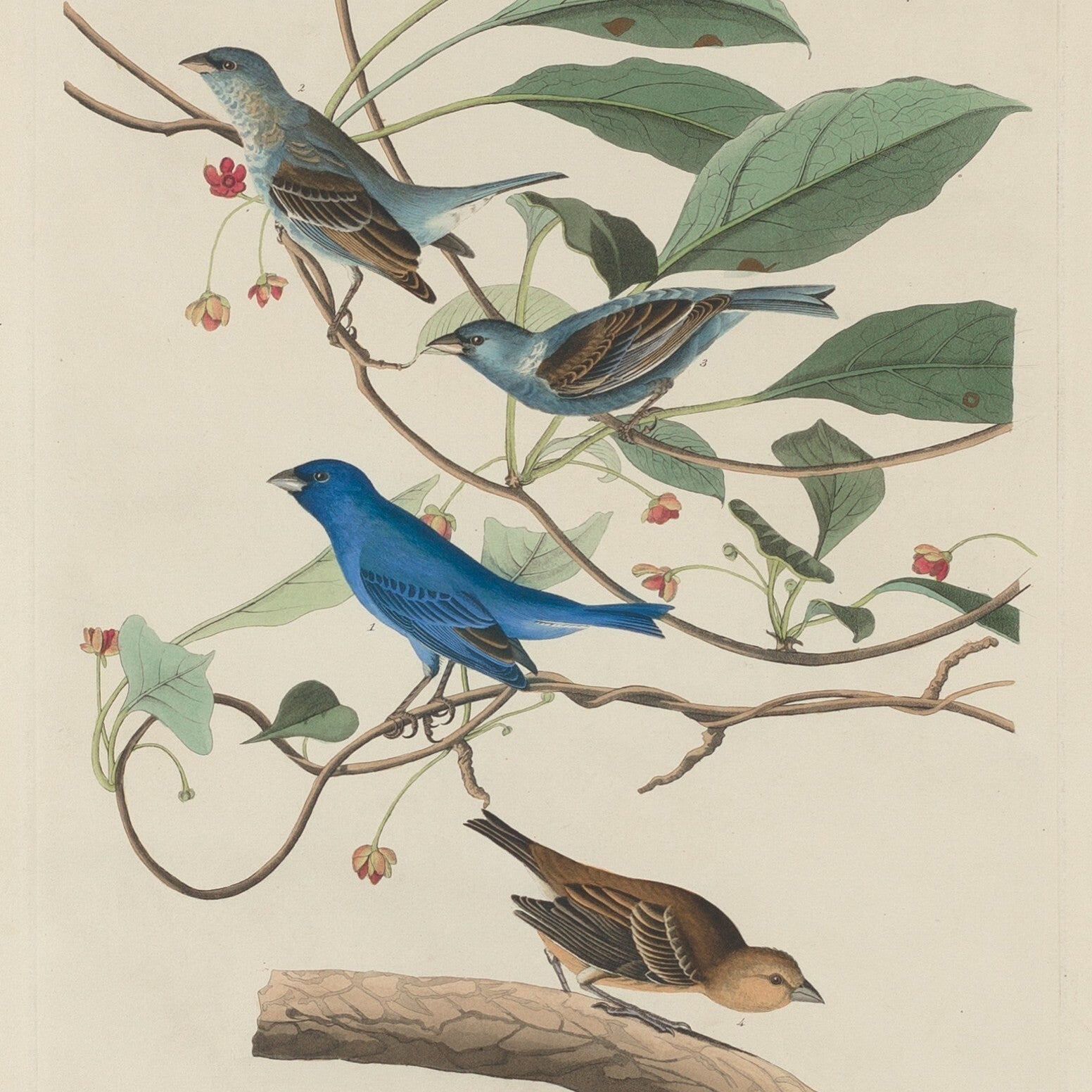Birds! - CALL FOR ART