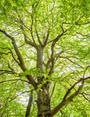 Tree with a dense canopy of green leaves
