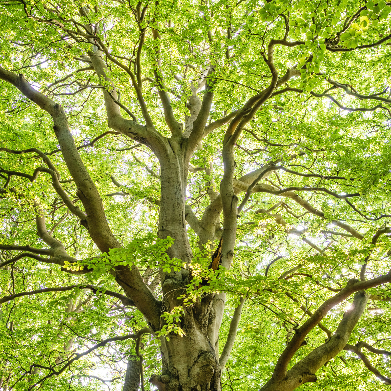 Tree with a dense canopy of green leaves